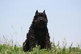 BOUVIER DES FLANDRES 455